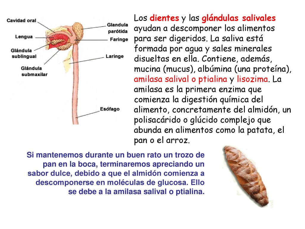 Los dientes y las glándulas salivales ayudan a descomponer los alimentos para ser digeridos. La saliva está formada por agua y sales minerales disueltas en ella. Contiene, además, mucina (mucus), albúmina (una proteína), amilasa salival o ptialina y lisozima. La amilasa es la primera enzima que comienza la digestión química del alimento, concretamente del almidón, un polisacárido o glúcido complejo que abunda en alimentos como la patata, el pan o el arroz.