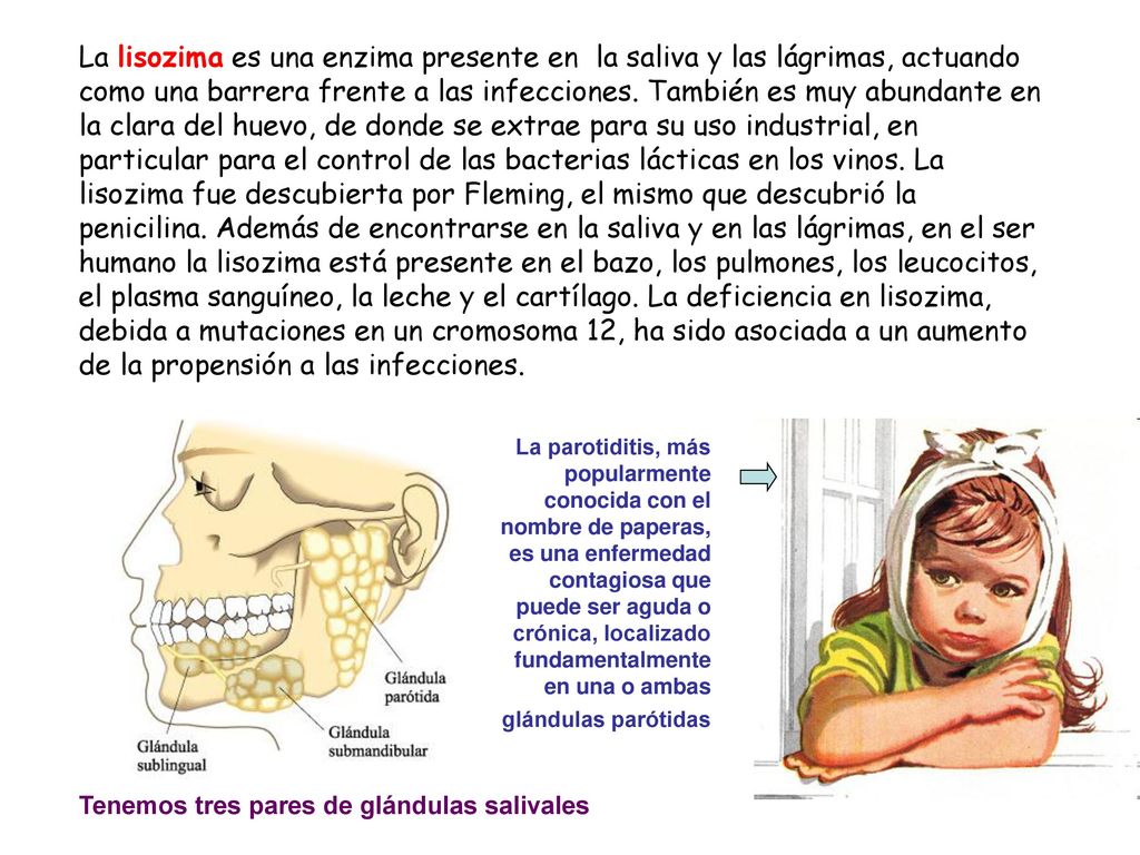 La lisozima es una enzima presente en la saliva y las lágrimas, actuando como una barrera frente a las infecciones. También es muy abundante en la clara del huevo, de donde se extrae para su uso industrial, en particular para el control de las bacterias lácticas en los vinos. La lisozima fue descubierta por Fleming, el mismo que descubrió la penicilina. Además de encontrarse en la saliva y en las lágrimas, en el ser humano la lisozima está presente en el bazo, los pulmones, los leucocitos, el plasma sanguíneo, la leche y el cartílago. La deficiencia en lisozima, debida a mutaciones en un cromosoma 12, ha sido asociada a un aumento de la propensión a las infecciones.