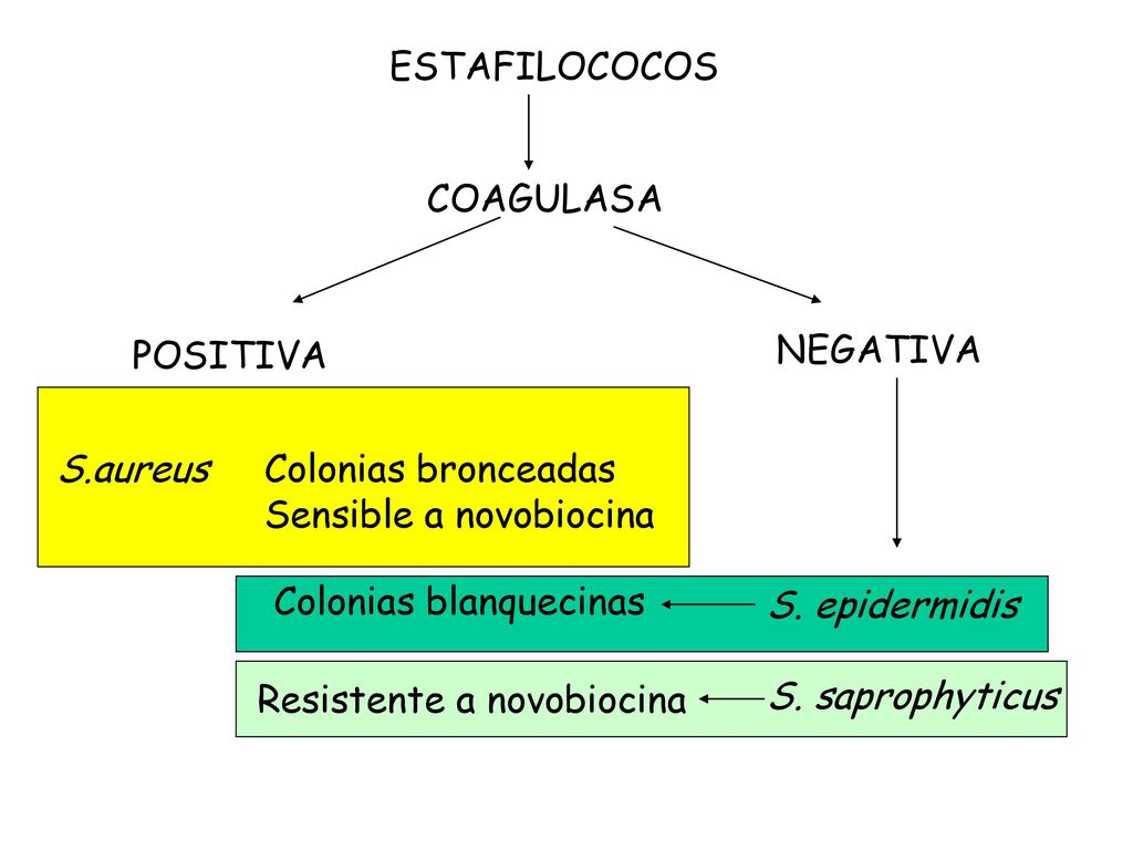 ESTAFILOCOCOS COAGULASA. POSITIVA. NEGATIVA. S.aureus. Colonias bronceadas. Sensible a novobiocina.