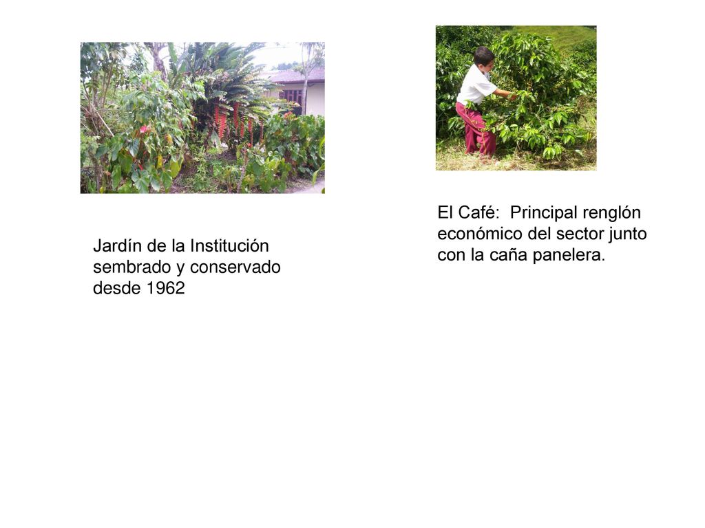 El Café: Principal renglón económico del sector junto con la caña panelera.