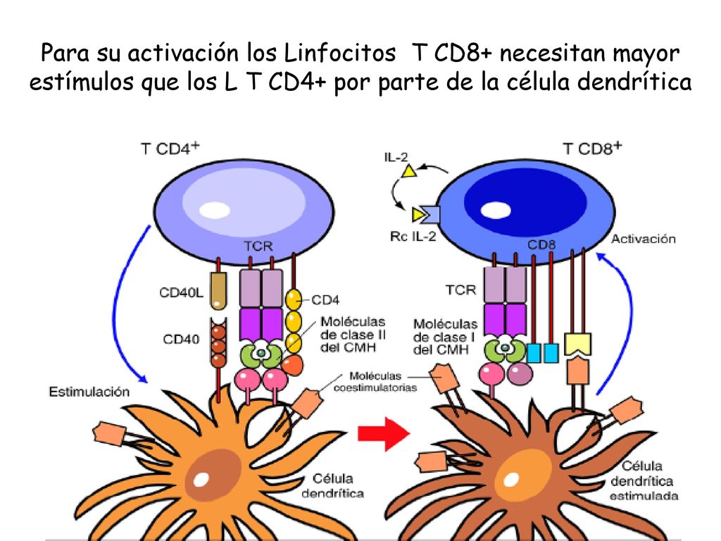 Para su activación los Linfocitos T CD8+ necesitan mayor estímulos que los L T CD4+ por parte de la célula dendrítica