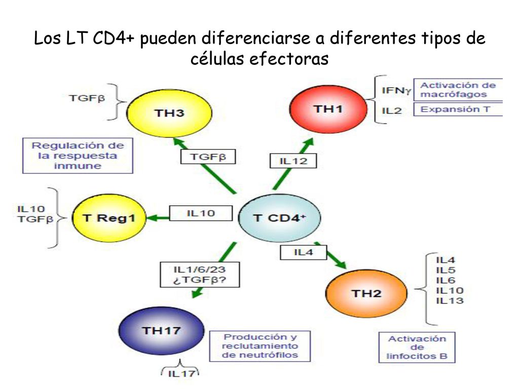 Los LT CD4+ pueden diferenciarse a diferentes tipos de células efectoras
