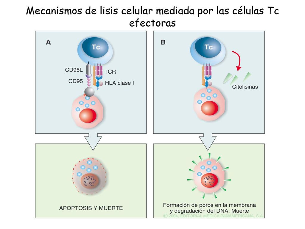 Mecanismos de lisis celular mediada por las células Tc efectoras