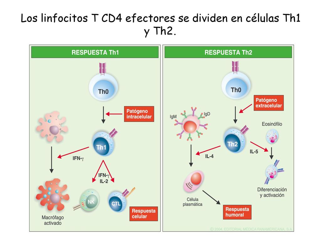 Los linfocitos T CD4 efectores se dividen en células Th1 y Th2.