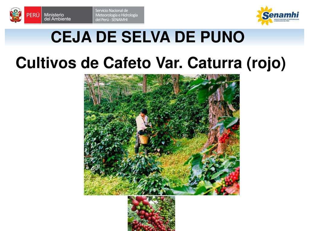 CEJA DE SELVA DE PUNO Cultivos de Cafeto Var. Caturra (rojo)