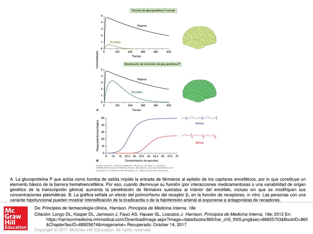 A. La glucoproteína P que actúa como bomba de salida impide la entrada de fármacos al epitelio de los capilares encefálicos, por lo que constituye un elemento básico de la barrera hematoencefálica. Por eso, cuando disminuye su función (por interacciones medicamentosas o una variabilidad de origen genético de la transcripción génica) aumenta la penetración de fármacos sustratos al interior del encéfalo, incluso sin que se modifiquen sus concentraciones plasmáticas. B. La gráfica señala un efecto del polimorfismo del receptor β1 en la función de receptores, in vitro. Las personas con una variante hipofuncional pueden mostrar intensificación de la bradicardia o de la hipotensión arterial al exponerse a antagonistas de receptores.