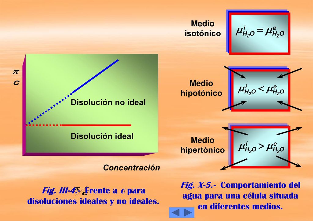 Fig. X-5.- Comportamiento del agua para una célula situada