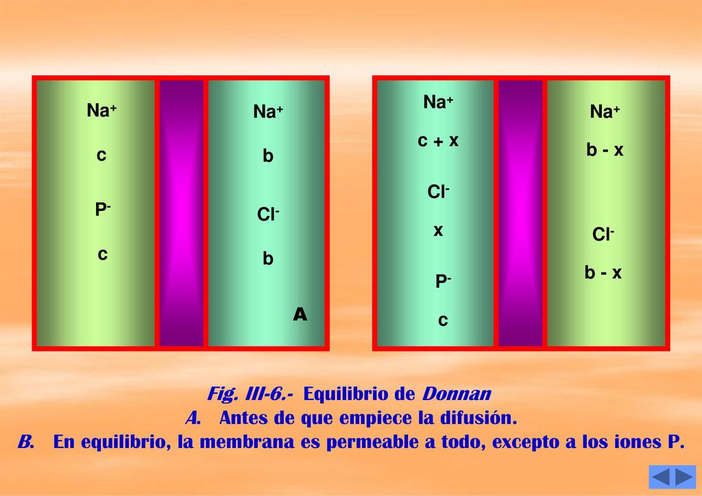 Fig. III-6.- Equilibrio de Donnan A. Antes de que empiece la difusión.