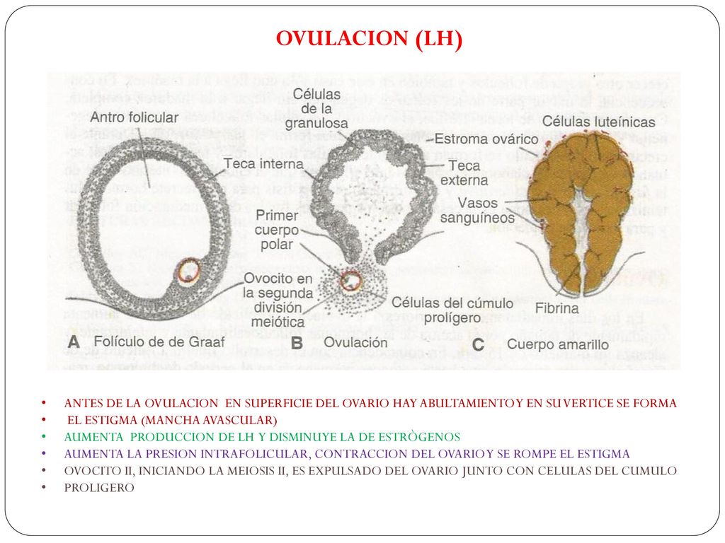 OVULACION (LH) ANTES DE LA OVULACION EN SUPERFICIE DEL OVARIO HAY ABULTAMIENTO Y EN SU VERTICE SE FORMA.