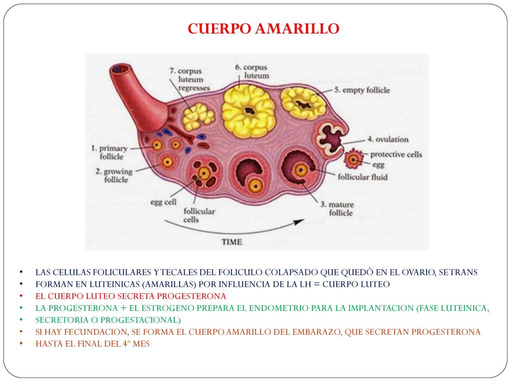 CUERPO AMARILLO LAS CELULAS FOLICULARES Y TECALES DEL FOLICULO COLAPSADO QUE QUEDÒ EN EL OVARIO, SE TRANS.