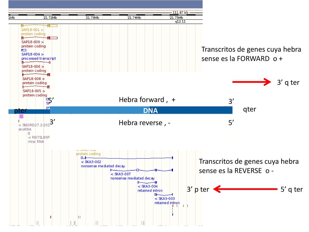 Transcritos de genes cuya hebra sense es la FORWARD o +