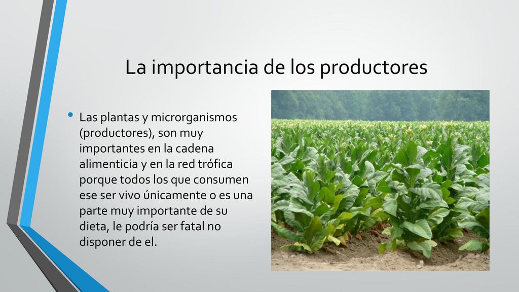 La importancia de los productores