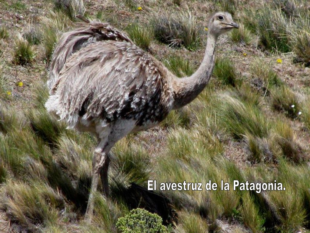 El avestruz de la Patagonia.