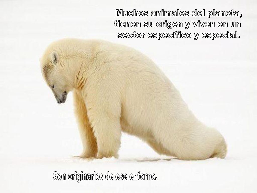 Muchos animales del planeta, tienen su origen y viven en un
