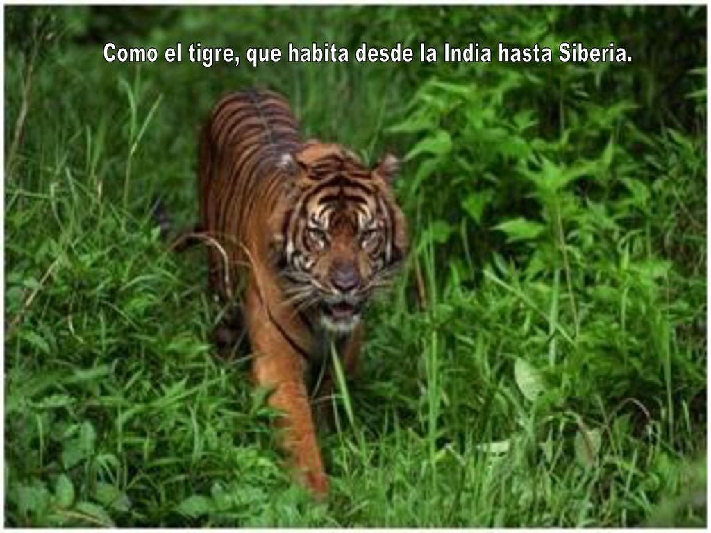 Como el tigre, que habita desde la India hasta Siberia.