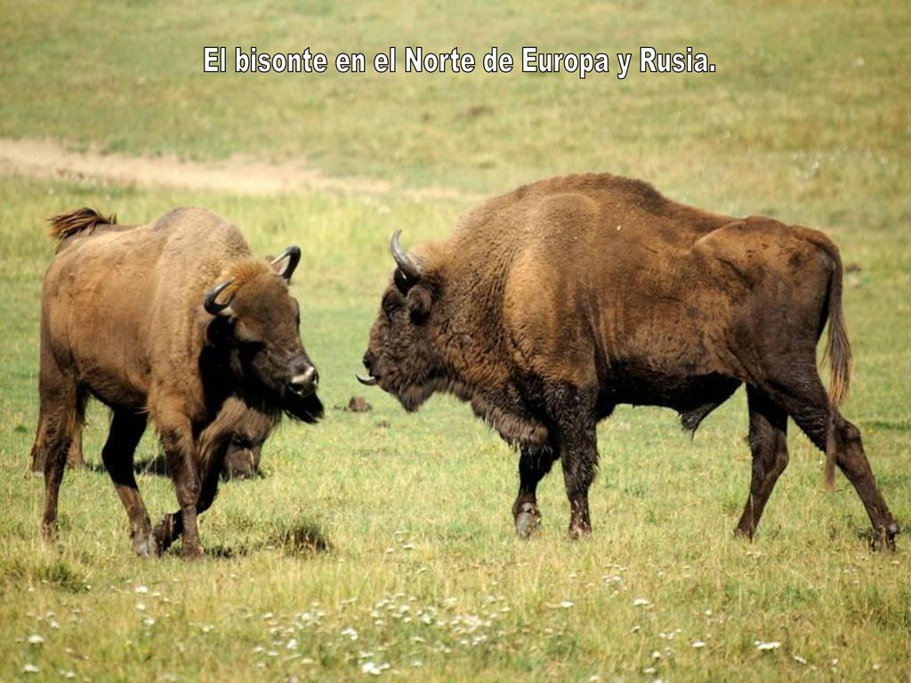 El bisonte en el Norte de Europa y Rusia.