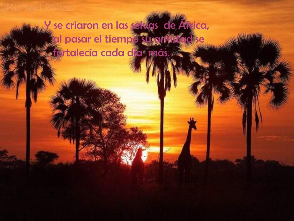 Y se criaron en las selvas de África, al pasar el tiempo su amistad se fortalecía cada día más.