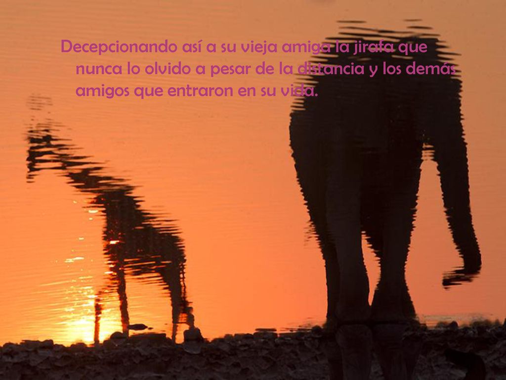 Decepcionando así a su vieja amiga la jirafa que nunca lo olvido a pesar de la distancia y los demás amigos que entraron en su vida.