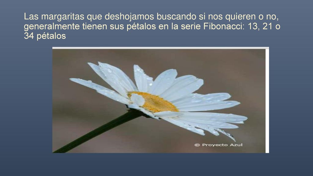 Las margaritas que deshojamos buscando si nos quieren o no, generalmente tienen sus pétalos en la serie Fibonacci: 13, 21 o 34 pétalos