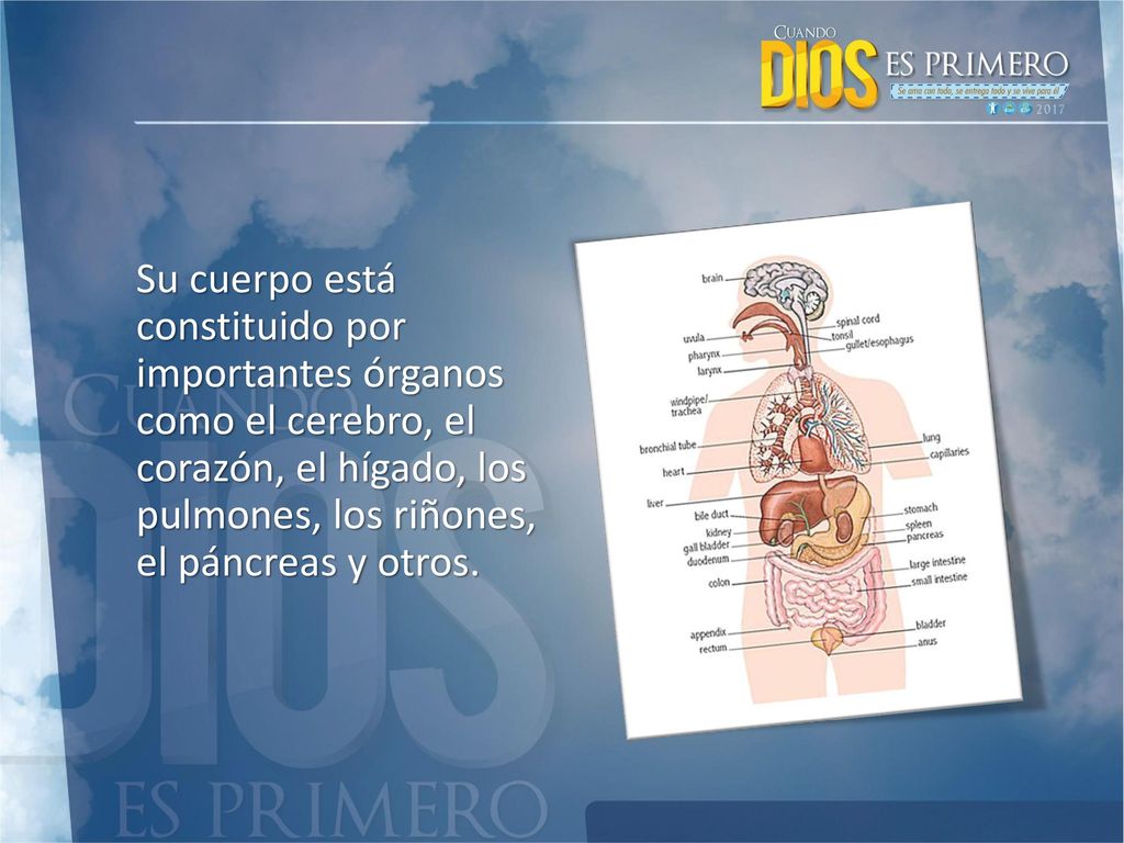Su cuerpo está constituido por importantes órganos como el cerebro, el corazón, el hígado, los pulmones, los riñones, el páncreas y otros.