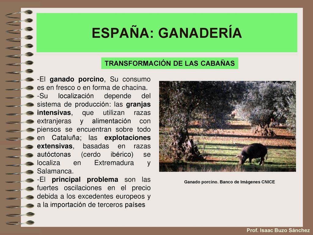TRANSFORMACIÓN DE LAS CABAÑAS Ganado porcino. Banco de Imágenes CNICE