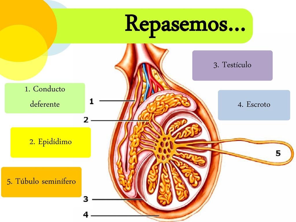 Repasemos… 3. Testículo 1. Conducto deferente 4. Escroto 2. Epidídimo