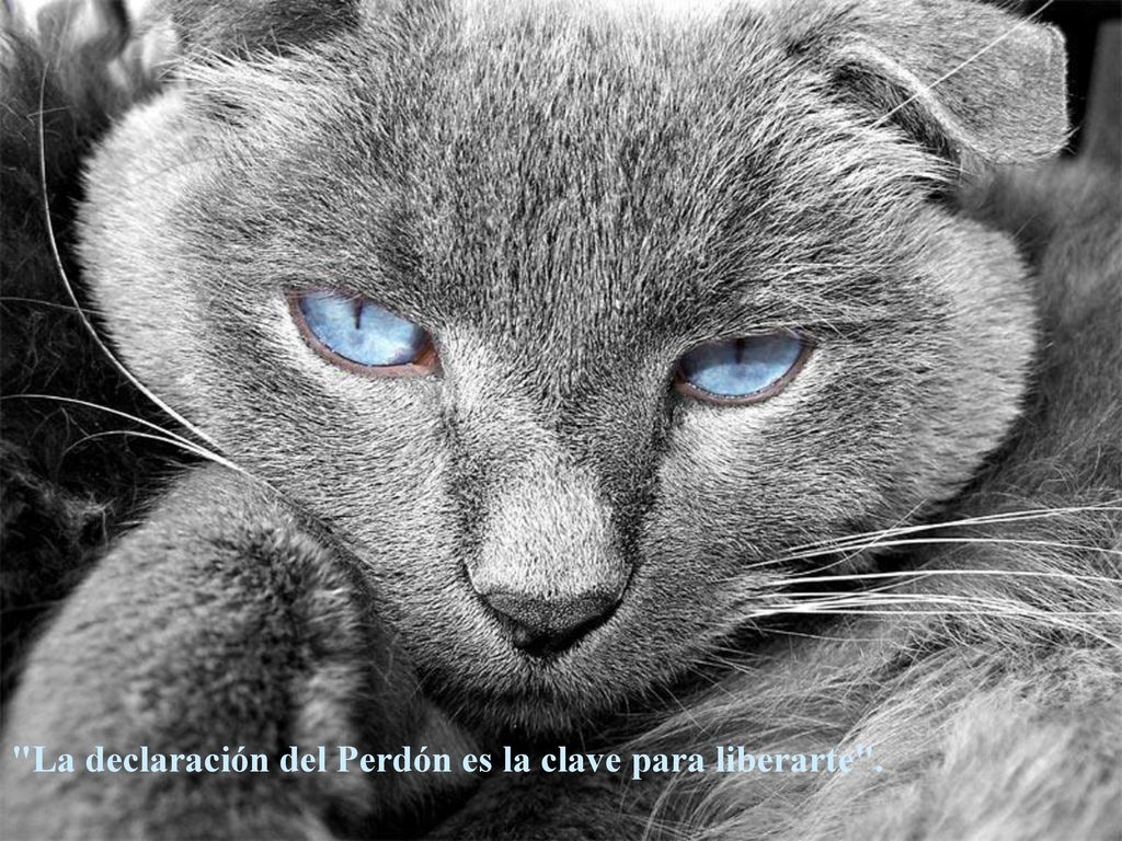 La declaración del Perdón es la clave para liberarte .