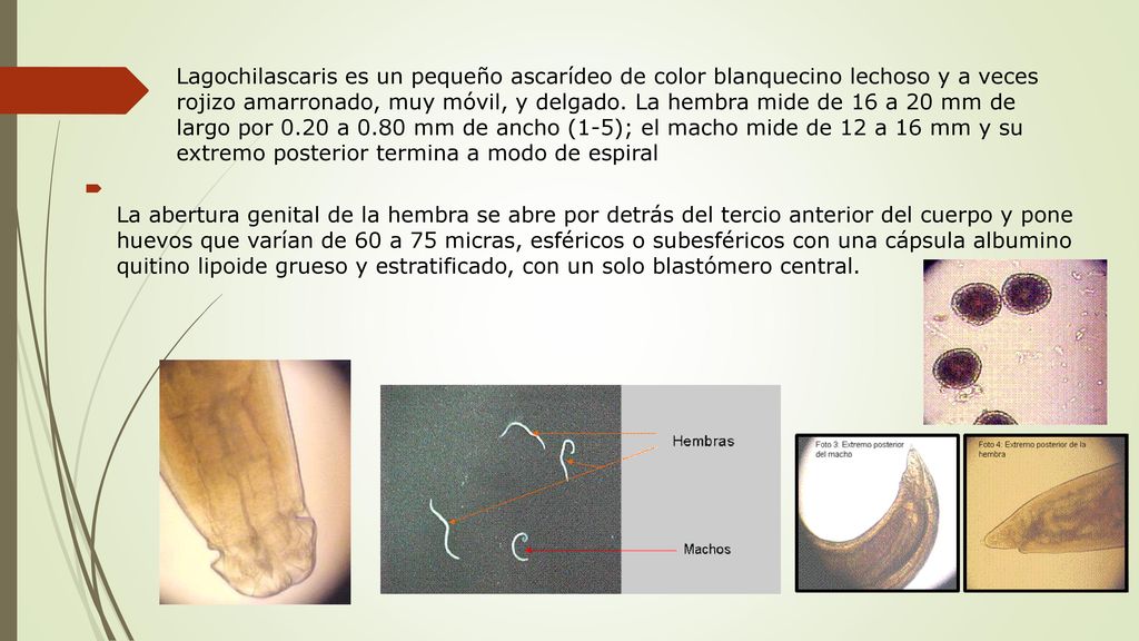 Lagochilascaris es un pequeño ascarídeo de color blanquecino lechoso y a veces rojizo amarronado, muy móvil, y delgado. La hembra mide de 16 a 20 mm de largo por 0.20 a 0.80 mm de ancho (1-5); el macho mide de 12 a 16 mm y su extremo posterior termina a modo de espiral