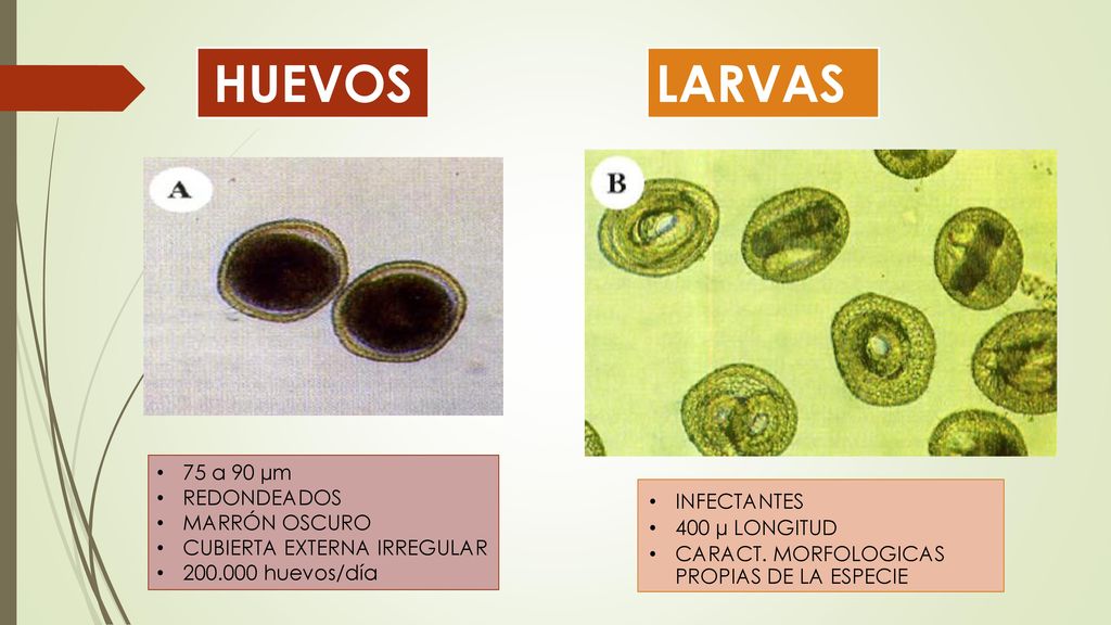HUEVOS LARVAS 75 a 90 µm REDONDEADOS MARRÓN OSCURO INFECTANTES