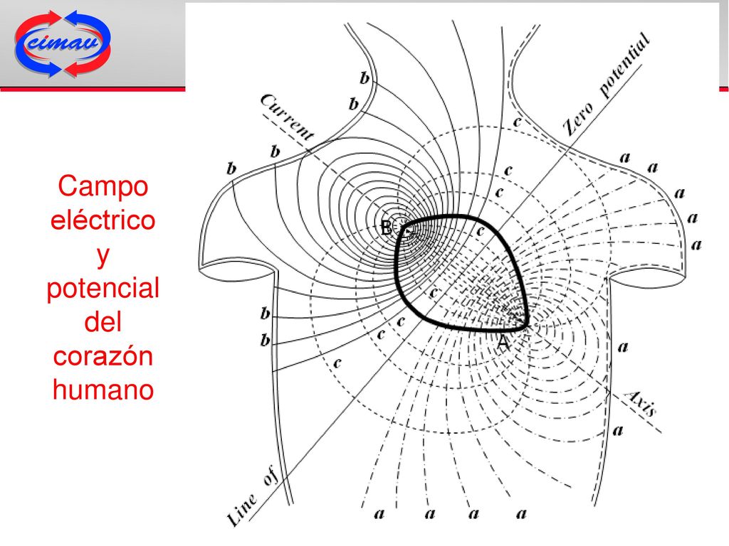 Campo eléctrico y potencial del corazón humano