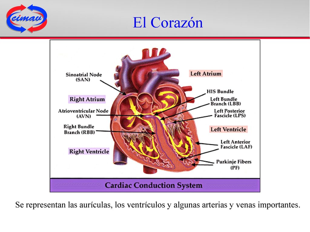 El Corazón Se representan las aurículas, los ventrículos y algunas arterias y venas importantes.