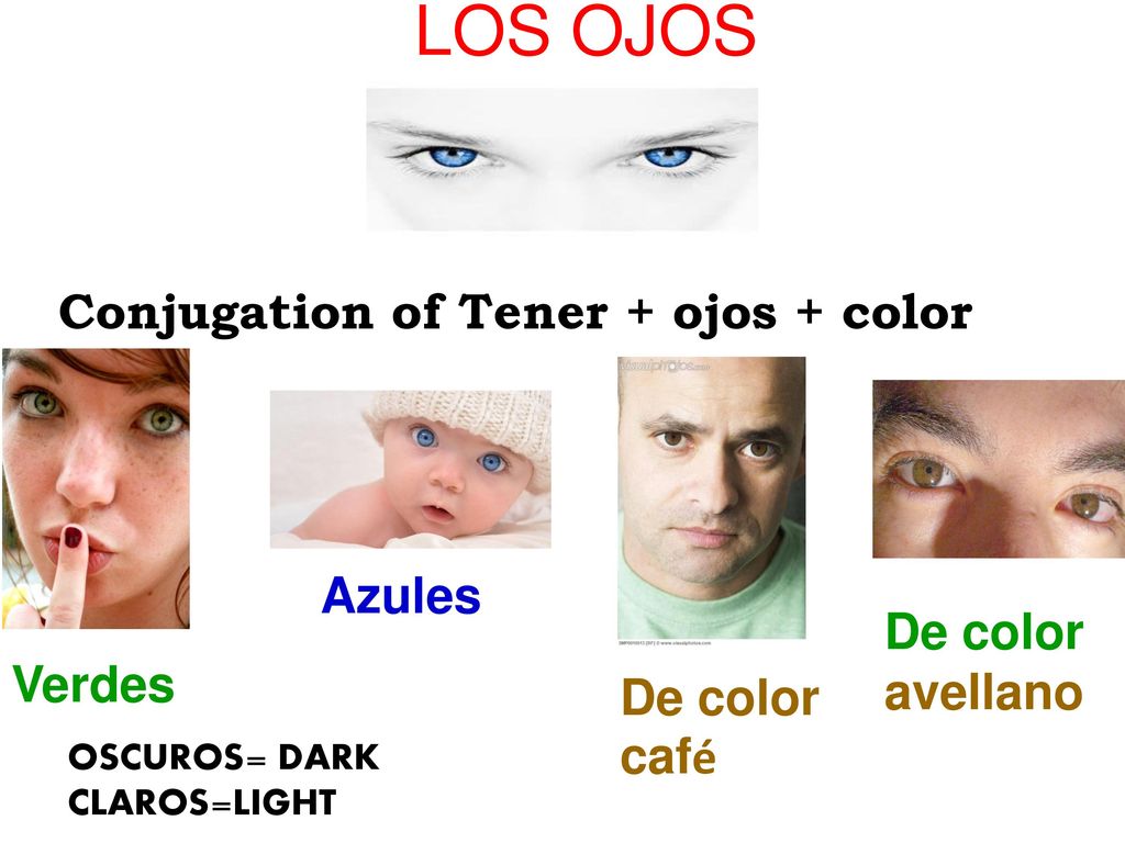 LOS OJOS Conjugation of Tener + ojos + color Azules De color avellano