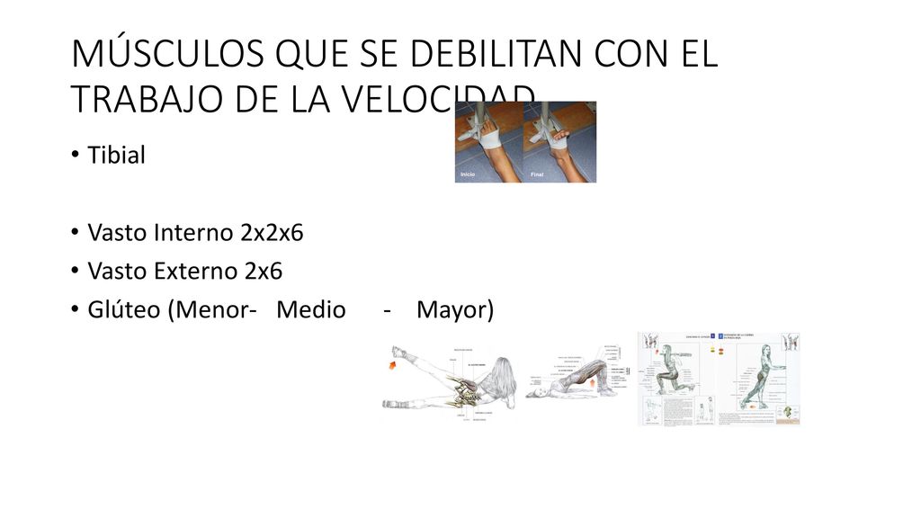 MÚSCULOS QUE SE DEBILITAN CON EL TRABAJO DE LA VELOCIDAD