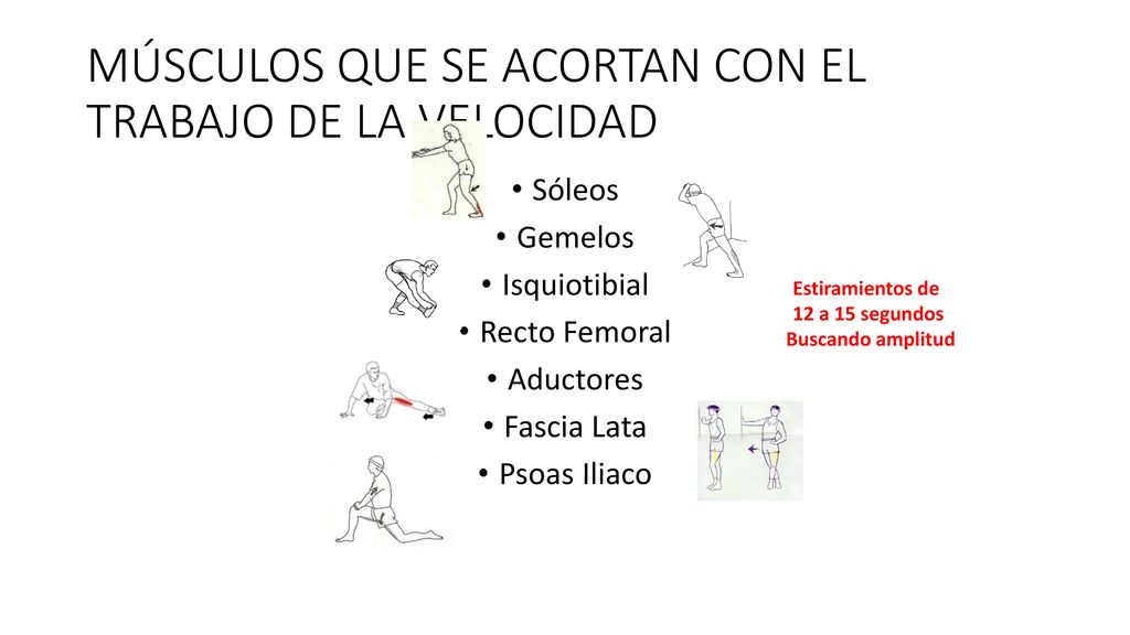 MÚSCULOS QUE SE ACORTAN CON EL TRABAJO DE LA VELOCIDAD