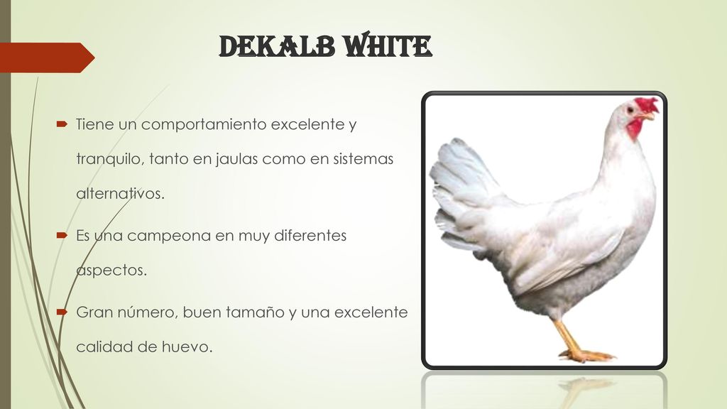DEKALB WHITE Tiene un comportamiento excelente y tranquilo, tanto en jaulas como en sistemas alternativos.