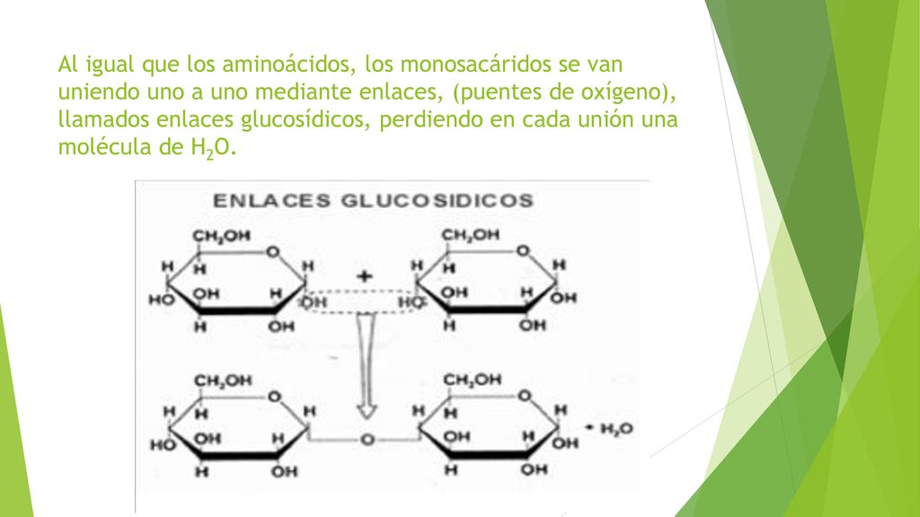 Al igual que los aminoácidos, los monosacáridos se van uniendo uno a uno mediante enlaces, (puentes de oxígeno), llamados enlaces glucosídicos, perdiendo en cada unión una molécula de H2O.