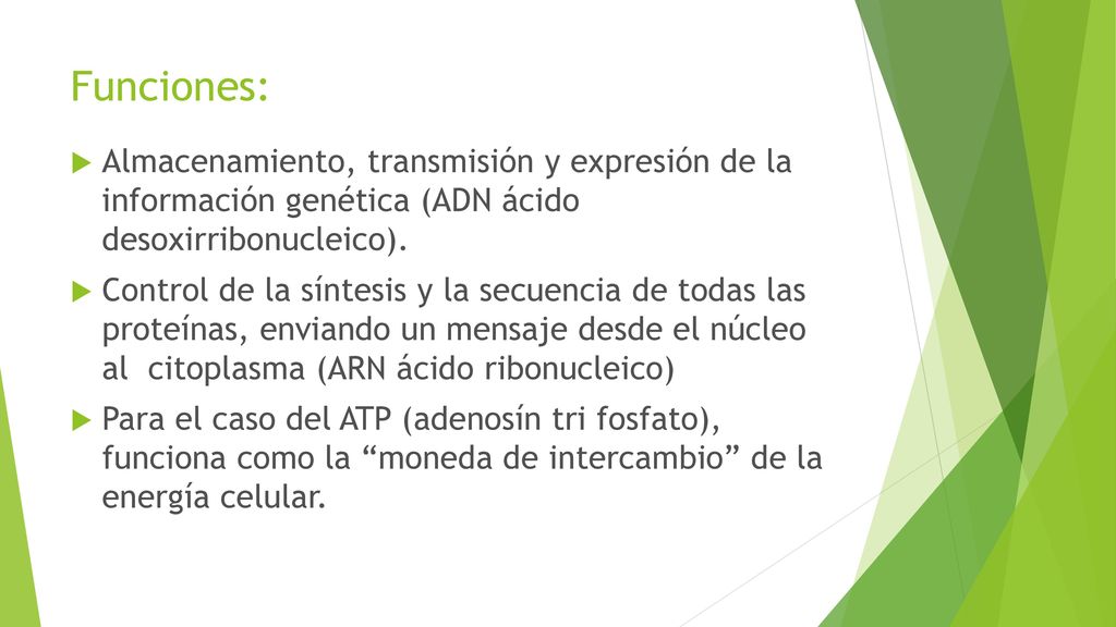 Funciones: Almacenamiento, transmisión y expresión de la información genética (ADN ácido desoxirribonucleico).