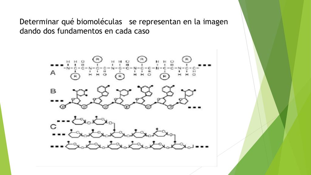 Determinar qué biomoléculas se representan en la imagen dando dos fundamentos en cada caso