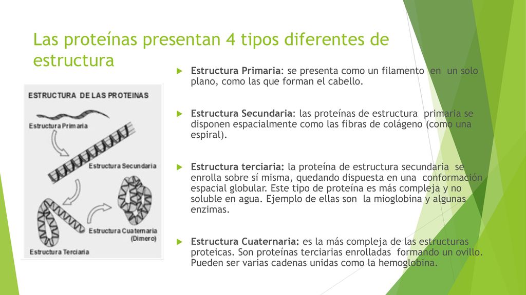 Las proteínas presentan 4 tipos diferentes de estructura