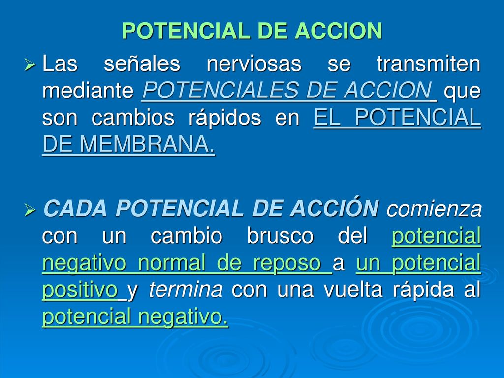 POTENCIAL DE ACCION Las señales nerviosas se transmiten mediante POTENCIALES DE ACCION que son cambios rápidos en EL POTENCIAL DE MEMBRANA.