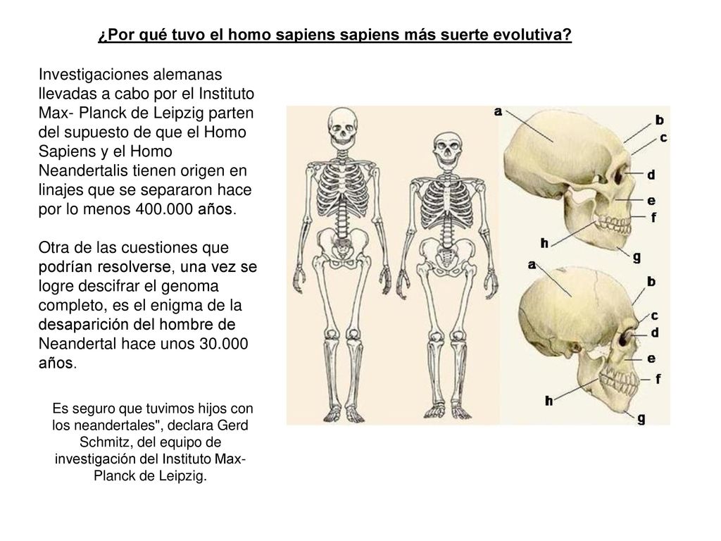 ¿Por qué tuvo el homo sapiens sapiens más suerte evolutiva