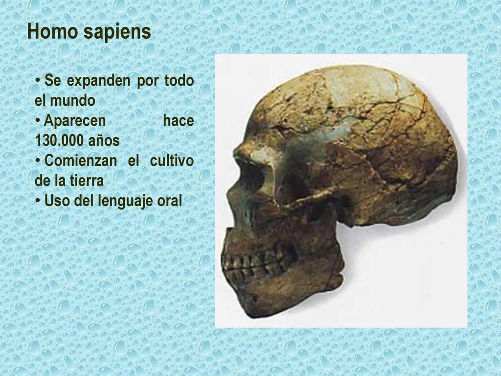 Homo sapiens Se expanden por todo el mundo Aparecen hace años