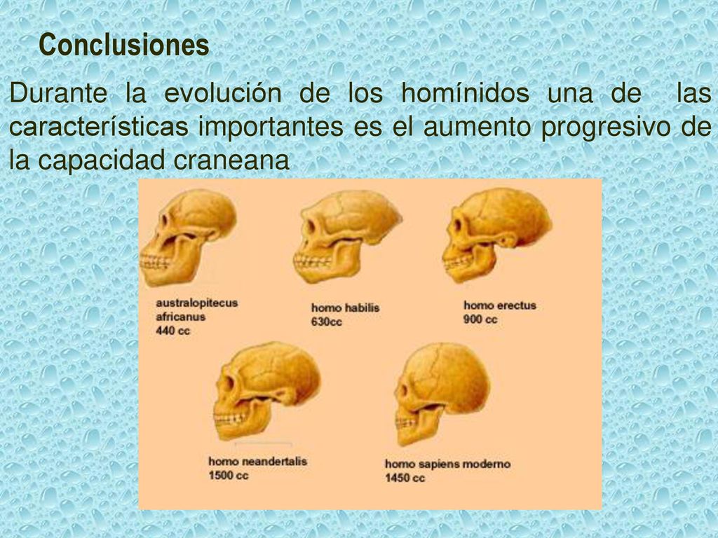 Conclusiones Durante la evolución de los homínidos una de las características importantes es el aumento progresivo de la capacidad craneana.