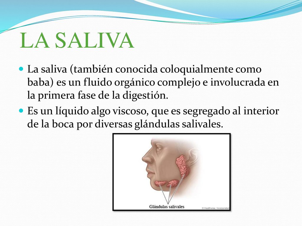 LA SALIVA La saliva (también conocida coloquialmente como baba) es un fluido orgánico complejo e involucrada en la primera fase de la digestión.