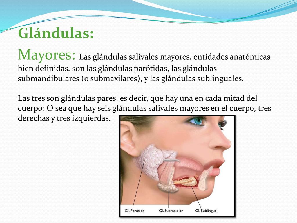 Glándulas: Mayores: Las glándulas salivales mayores, entidades anatómicas bien definidas, son las glándulas parótidas, las glándulas submandibulares (o submaxilares), y las glándulas sublinguales.