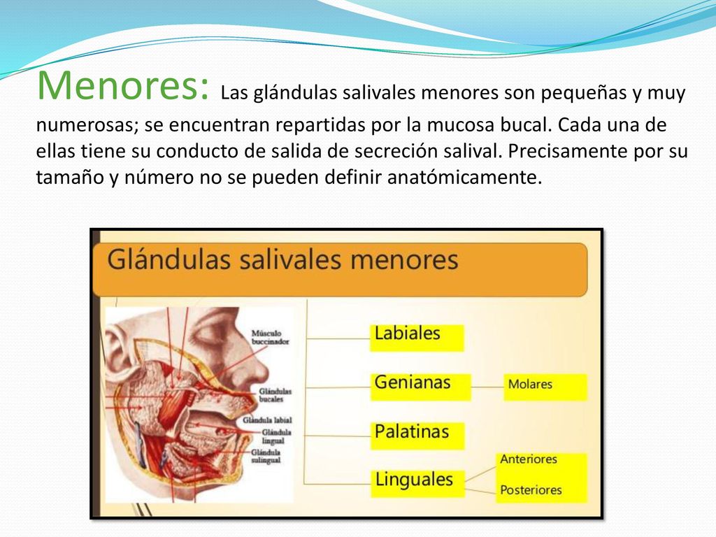 Menores: Las glándulas salivales menores son pequeñas y muy numerosas; se encuentran repartidas por la mucosa bucal.