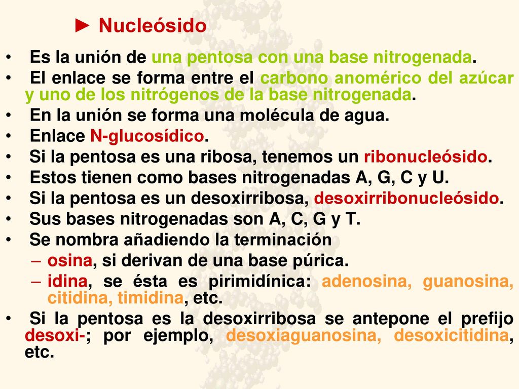 ► Nucleósido Es la unión de una pentosa con una base nitrogenada.