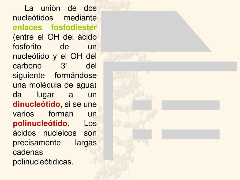 La unión de dos nucleótidos mediante enlaces fosfodiester (entre el OH del ácido fosforito de un nucleótido y el OH del carbono 3 del siguiente formándose una molécula de agua) da lugar a un dinucleótido, si se une varios forman un polinucleótido.