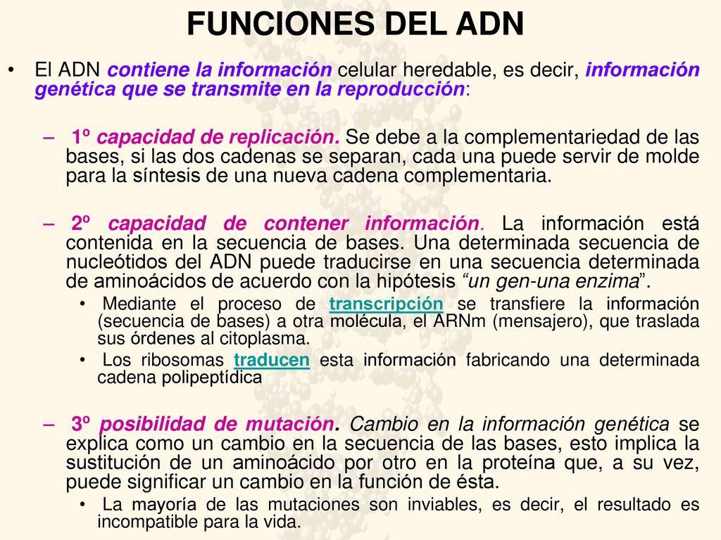 FUNCIONES DEL ADN El ADN contiene la información celular heredable, es decir, información genética que se transmite en la reproducción: