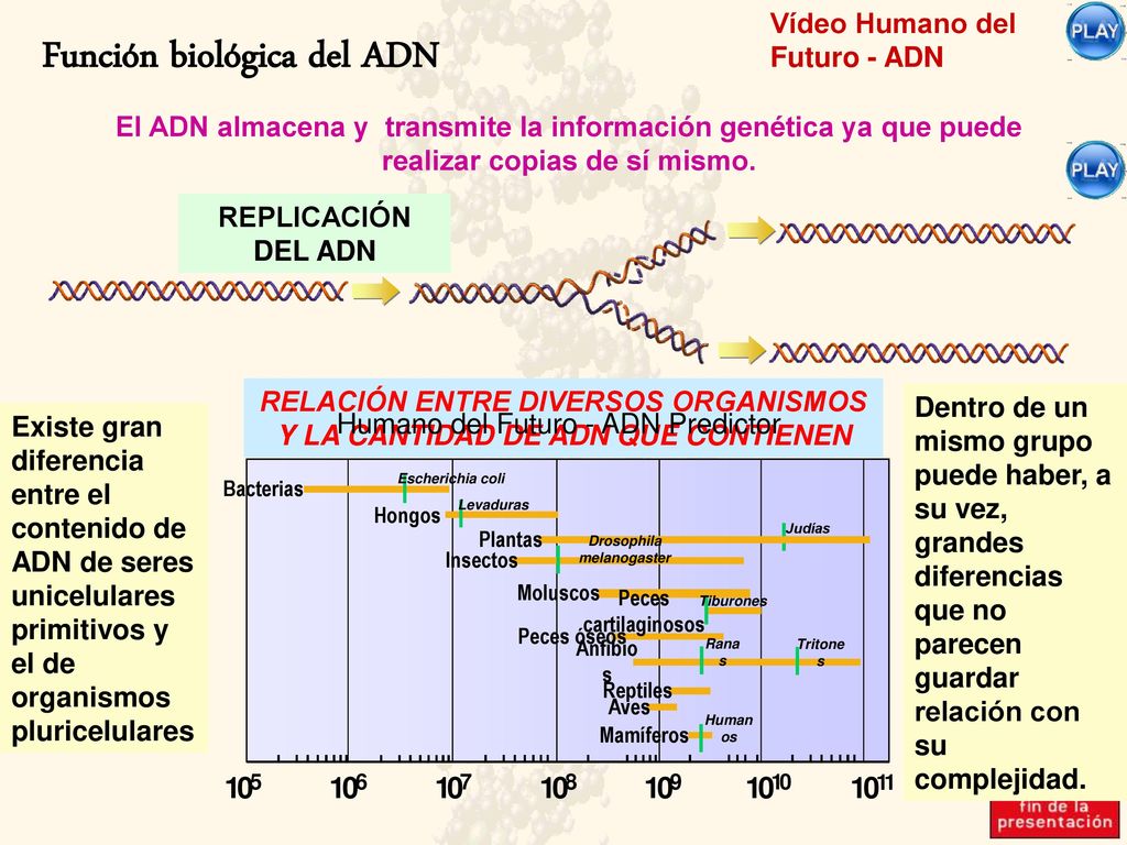 RELACIÓN ENTRE DIVERSOS ORGANISMOS Y LA CANTIDAD DE ADN QUE CONTIENEN